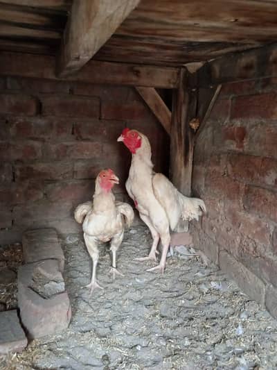 white aseel pair murgi Andy dayti he