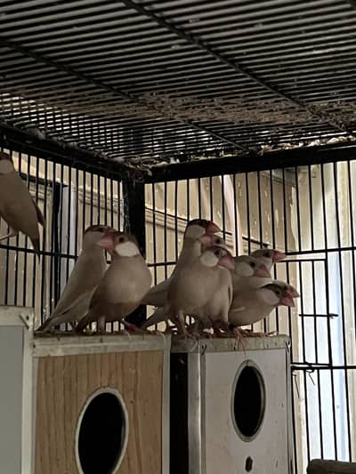 Java finch love birds