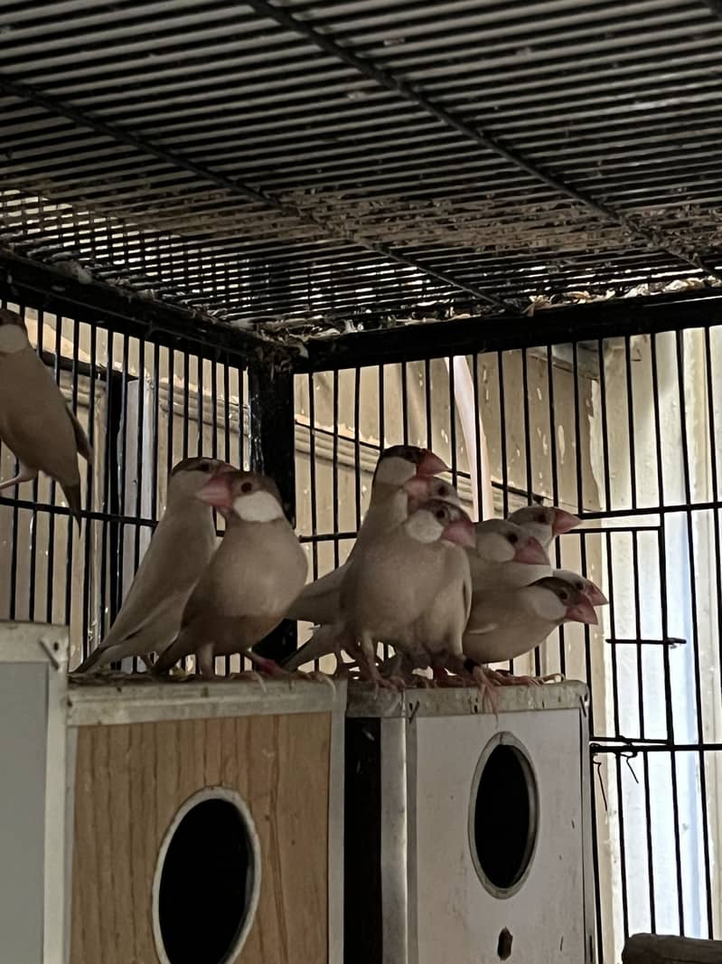 Java finch love birds 0