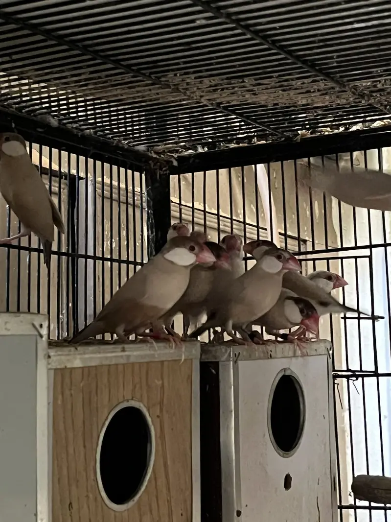 Java finch love birds — photo 2