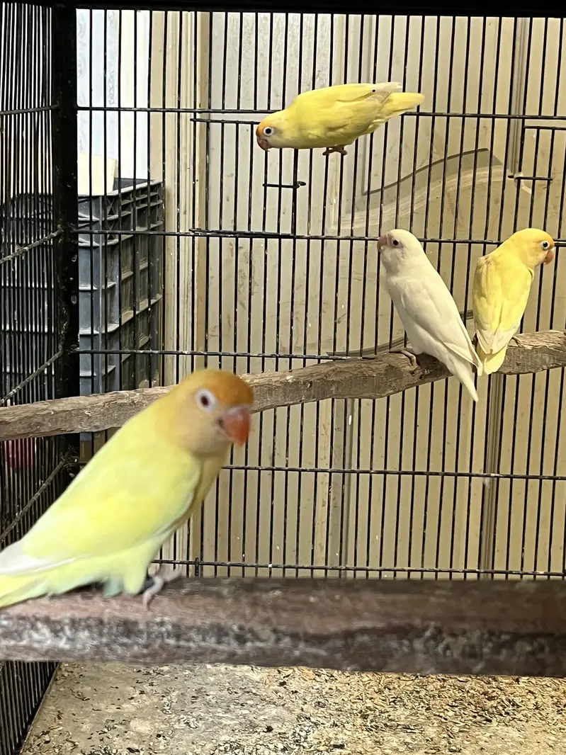 Java finch love birds — photo 3