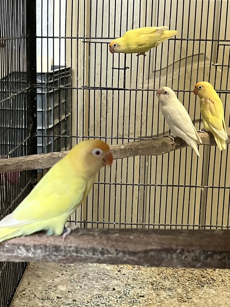 Java finch love birds — photo 4