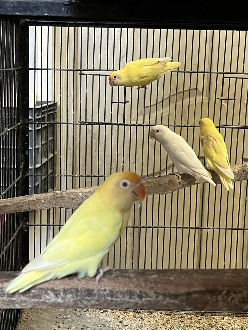 Java finch love birds 4