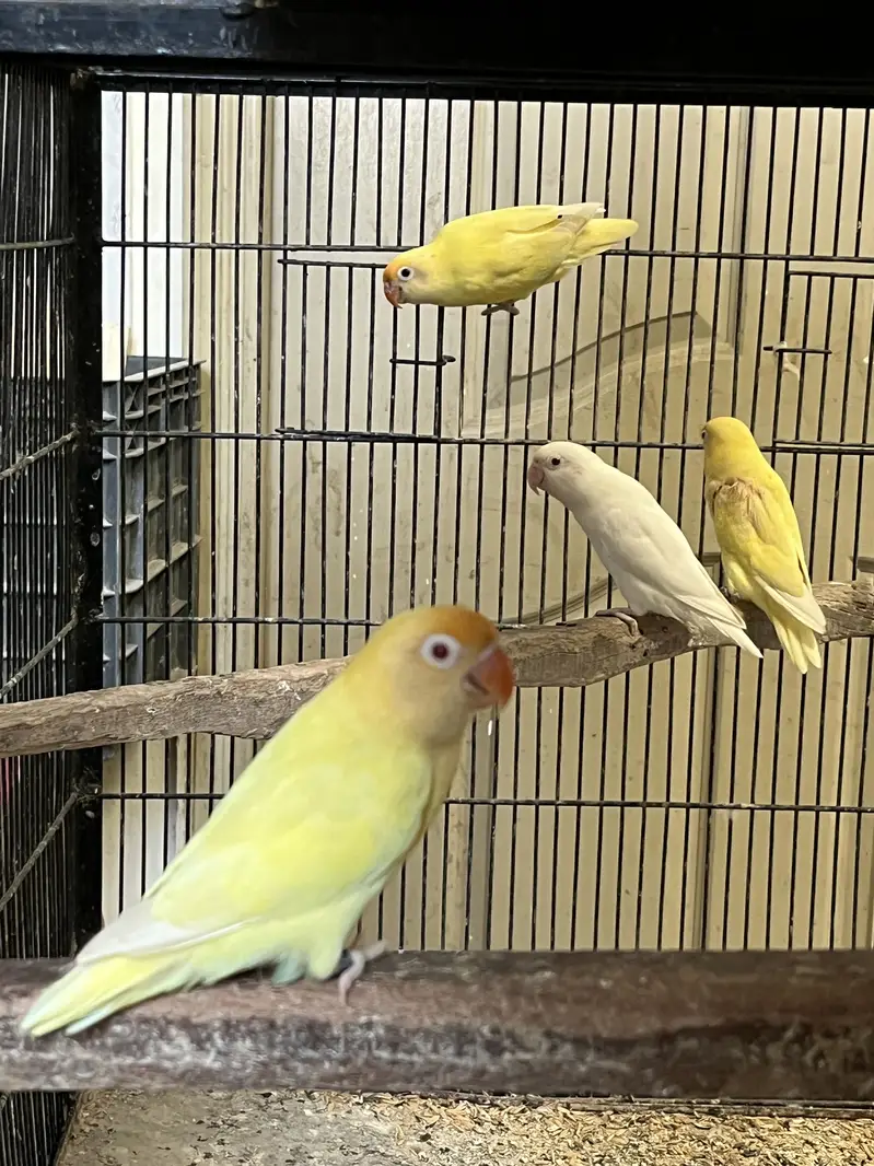 Java finch love birds — photo 5