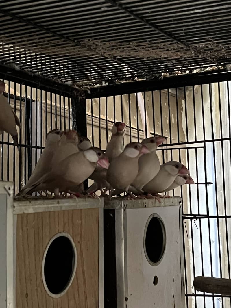 Java finch love birds 6