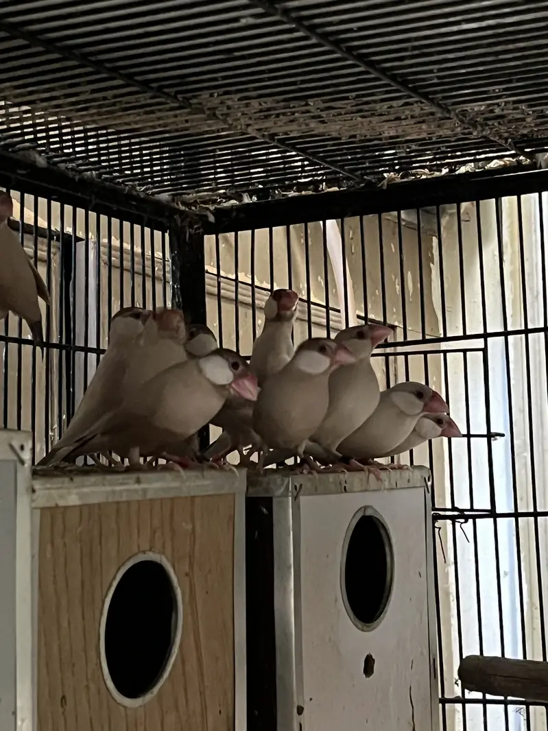 Java finch love birds — photo 7
