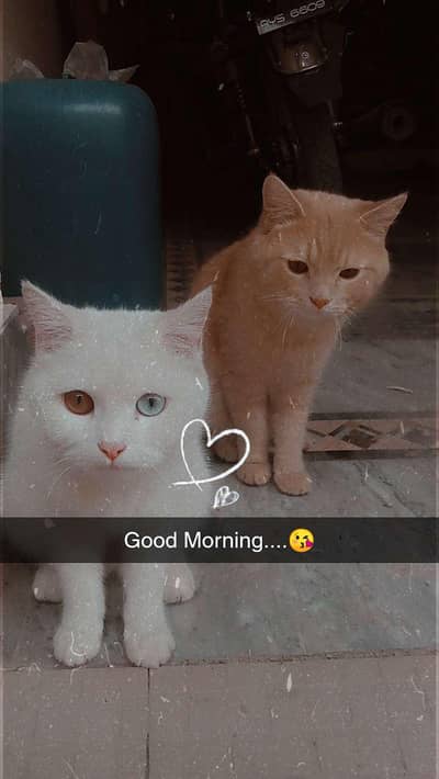 MashAllah Mother Cat + Kitten Pair For Sale - Faisalabad