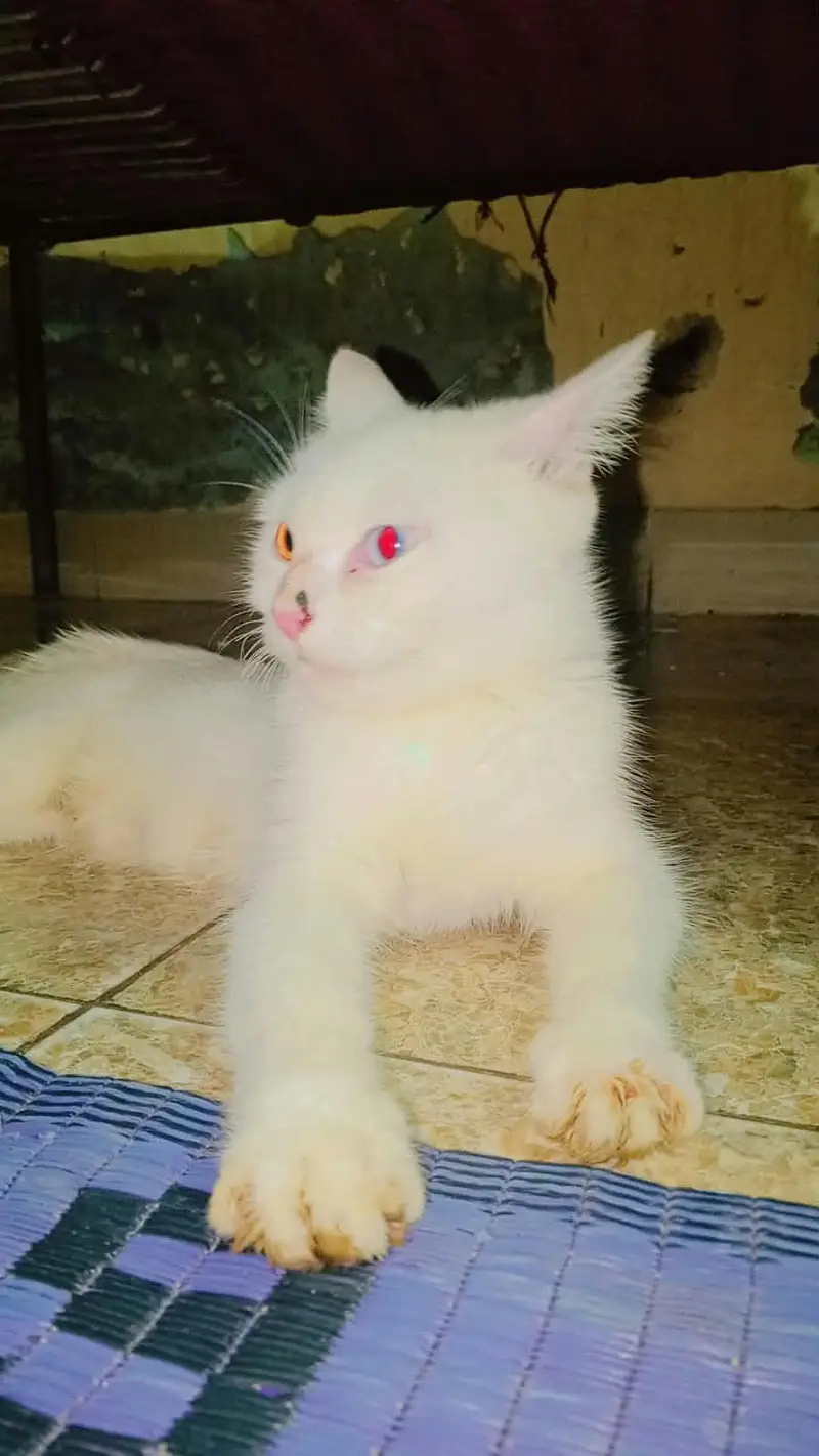 MashAllah Mother Cat + Kitten Pair For Sale - Faisalabad — photo 3