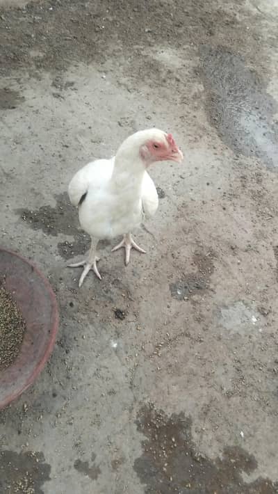 Healthy hen,female,aseel, color:white