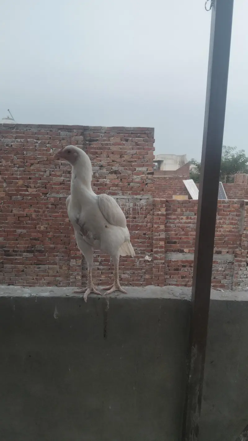 Healthy hen,female,aseel, color:white — photo 2