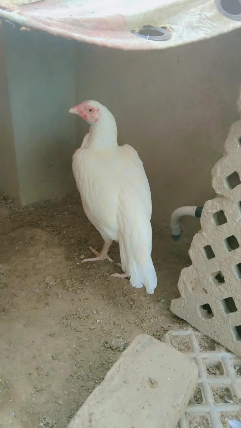 Healthy hen,female,aseel, color:white — photo 3