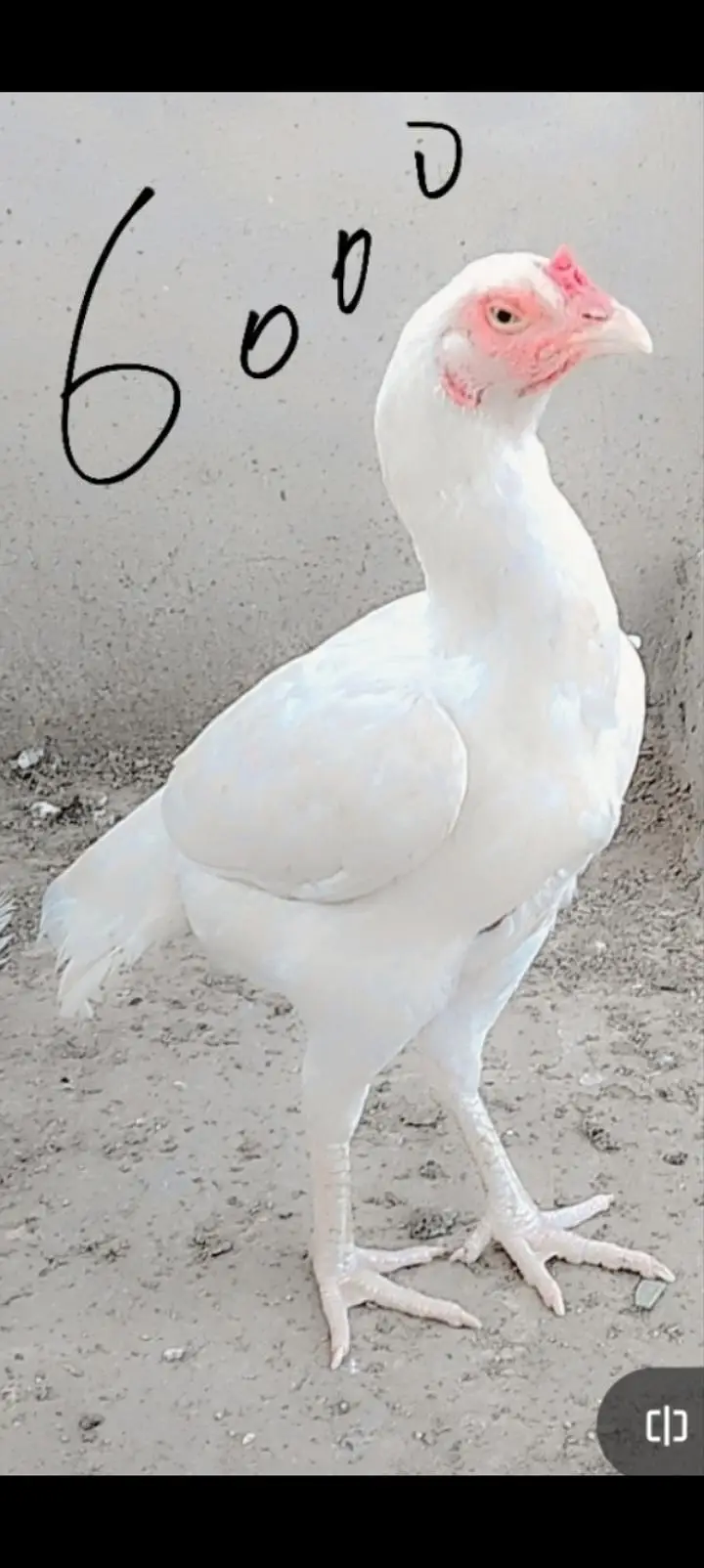Healthy hen,female,aseel, color:white — photo 4