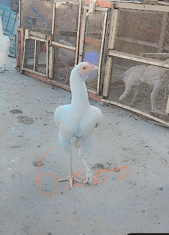Healthy hen,female,aseel, color:white — photo 5