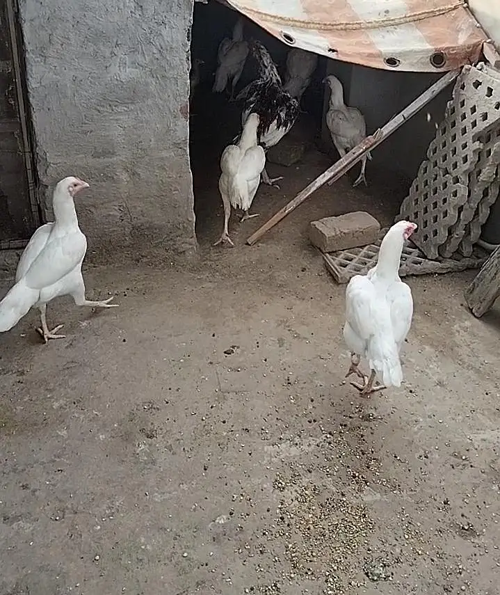 Healthy hen,female,aseel, color:white — photo 6