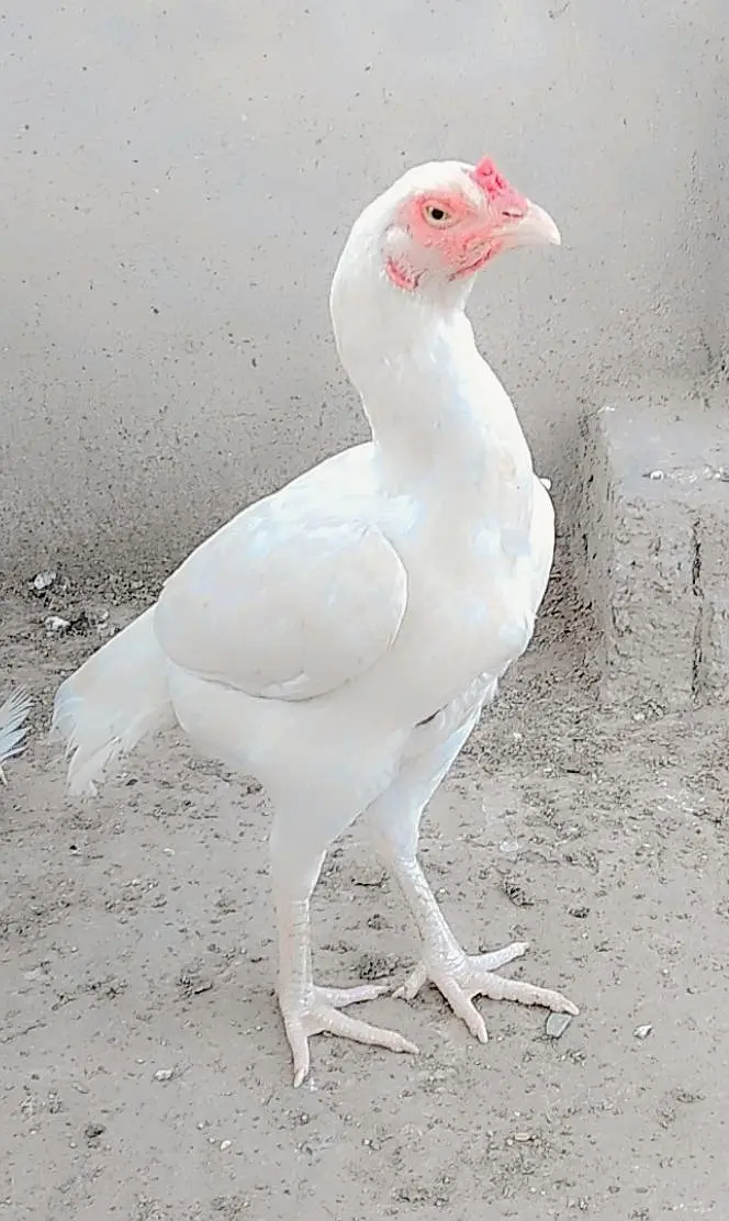 Healthy hen,female,aseel, color:white — photo 7