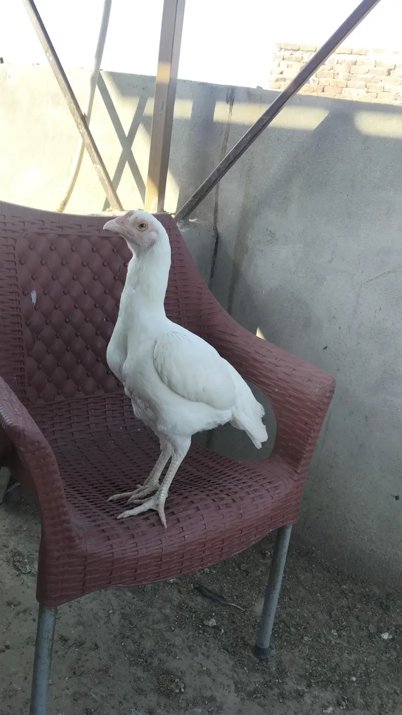Healthy hen,female,aseel, color:white — photo 8