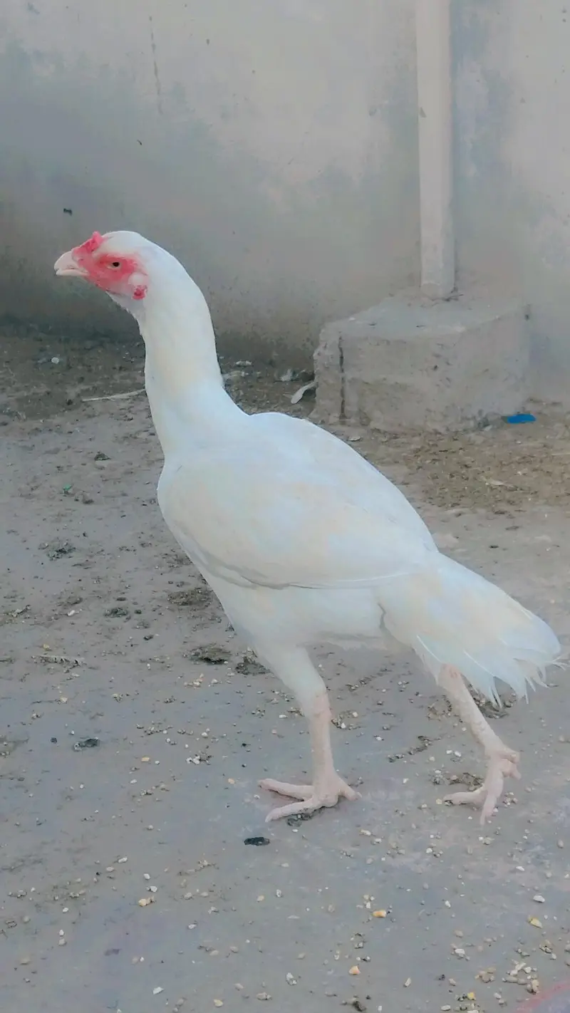 Healthy hen,female,aseel, color:white — photo 9