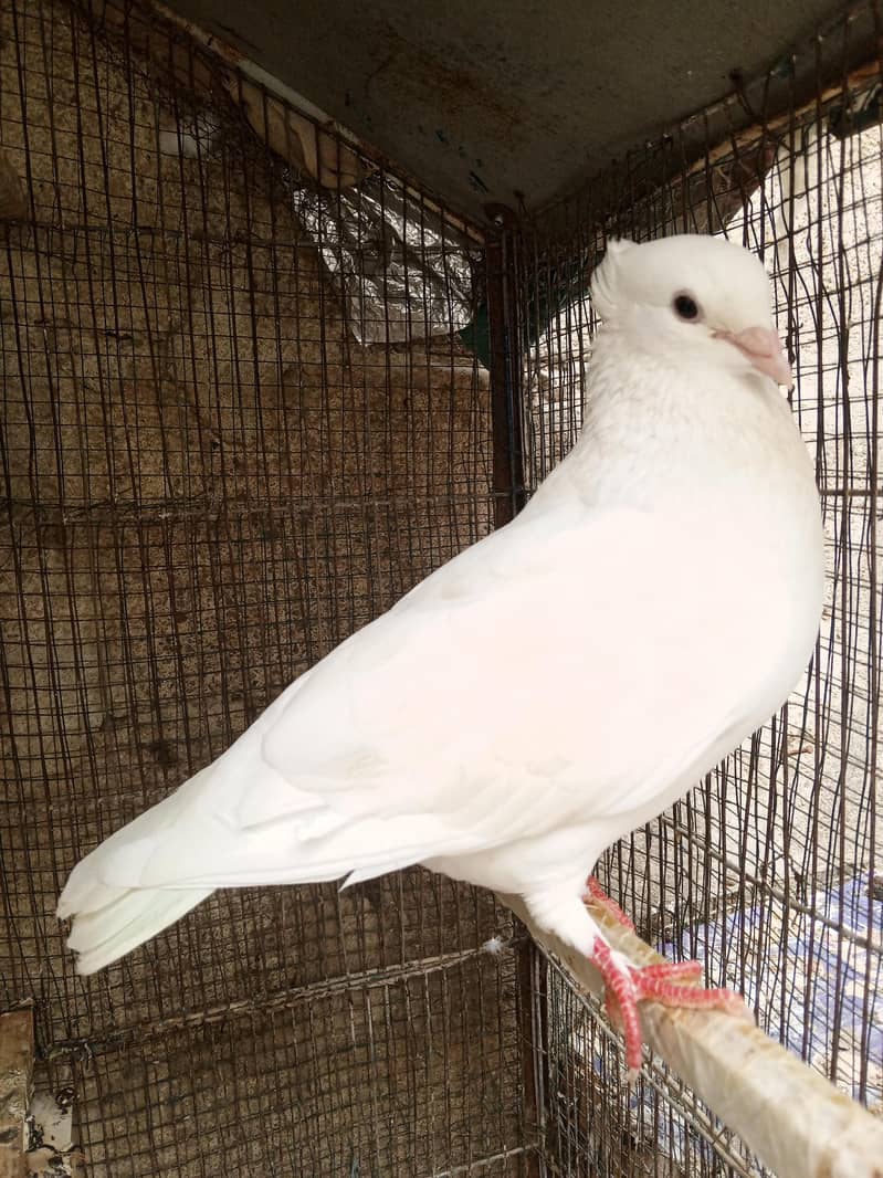 kabotar 1