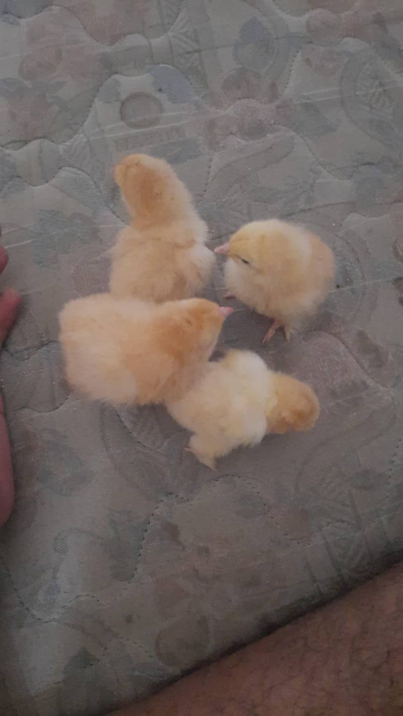golden buff chicks 3