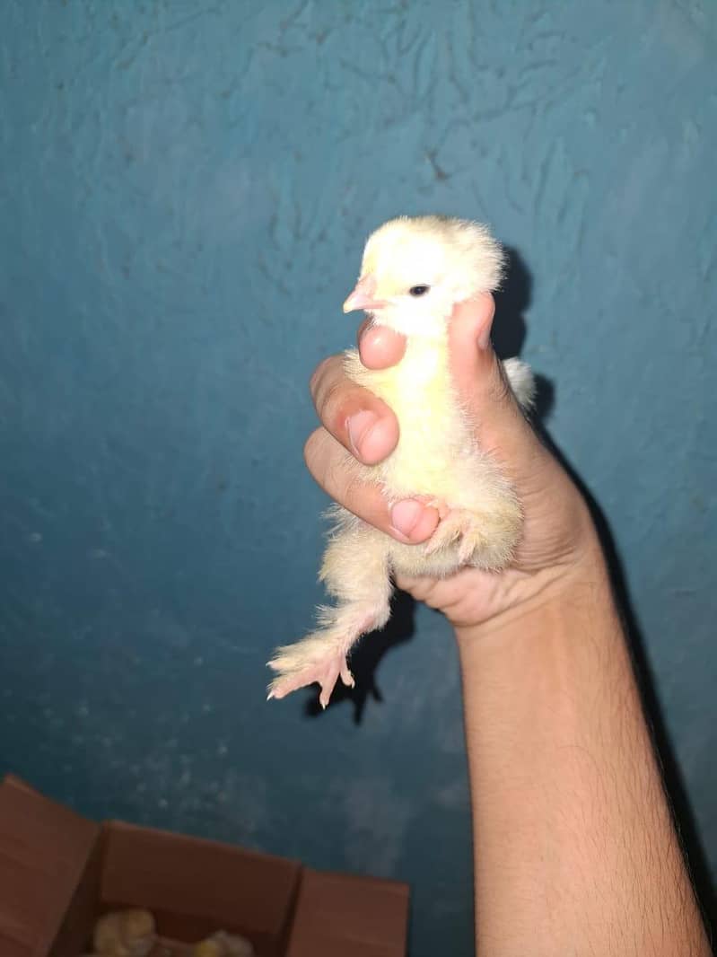 golden buff chicks 4