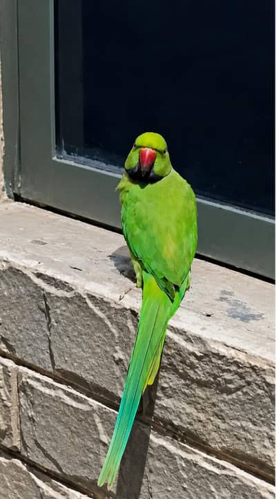 CONFORM MALE PAROT (Cute)