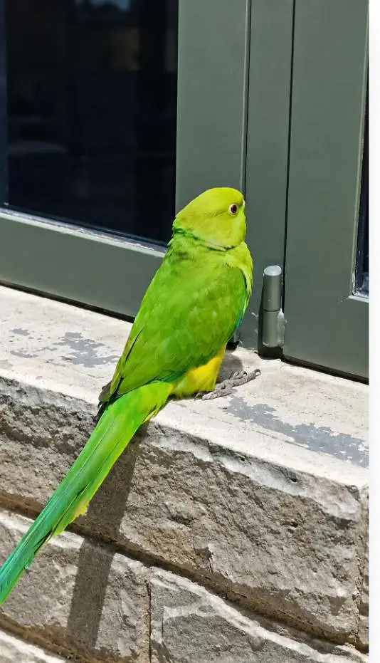CONFORM MALE PAROT (Cute) — photo 2