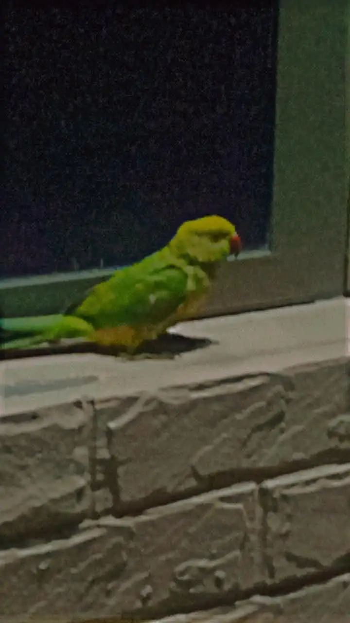 CONFORM MALE PAROT (Cute) — photo 3