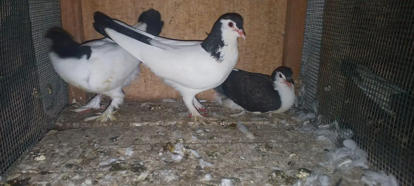 ya sub max is male b ha or female b hai — photo 2