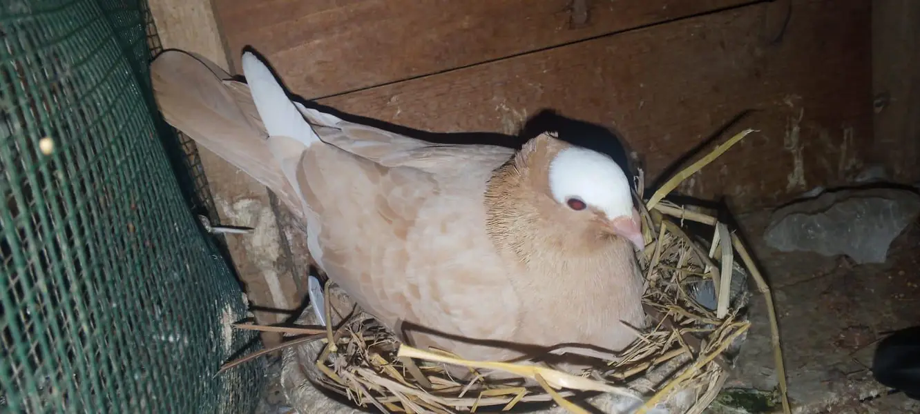 ya sub max is male b ha or female b hai — photo 4