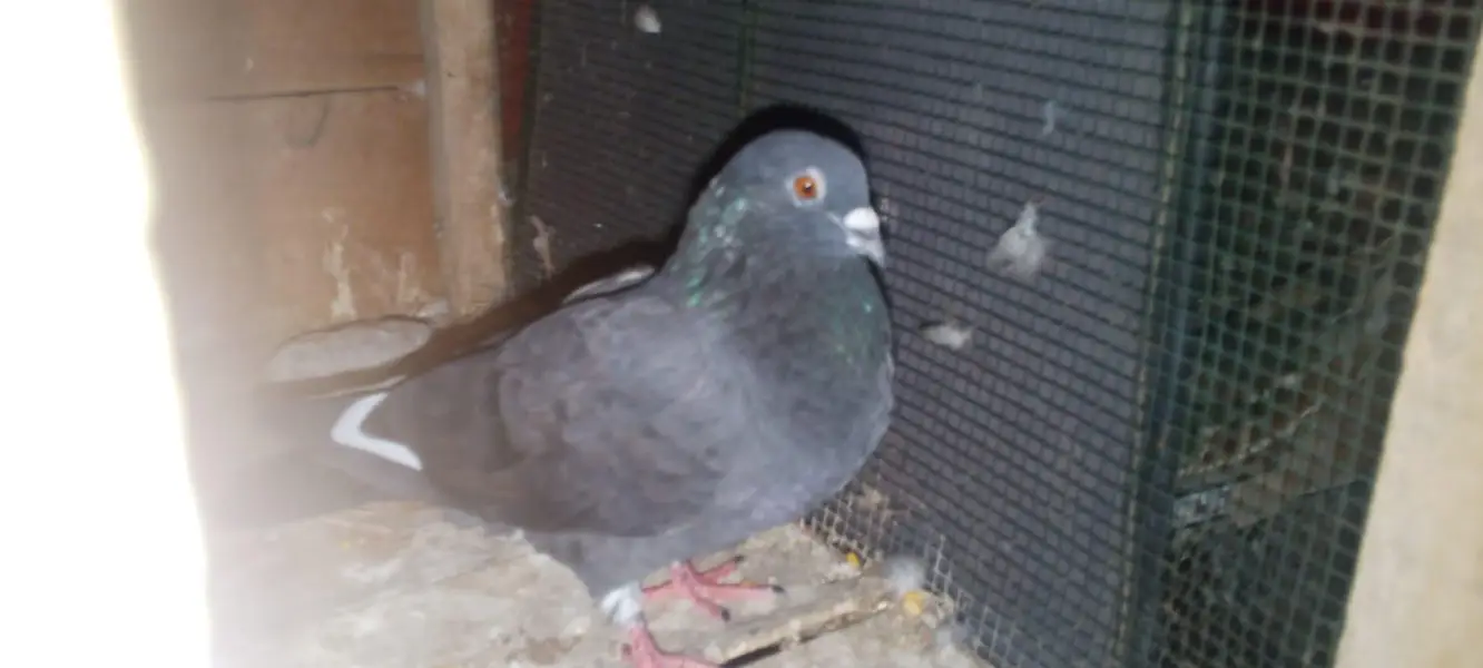 ya sub max is male b ha or female b hai — photo 5