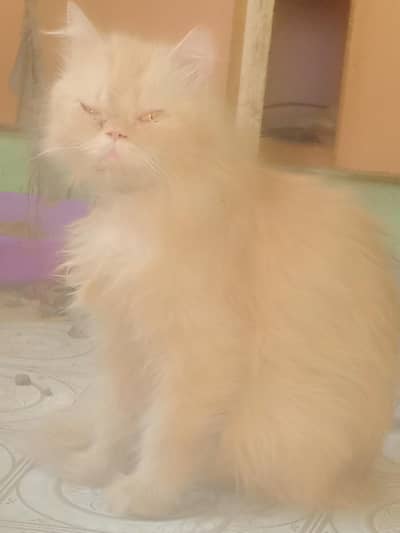 breeder female