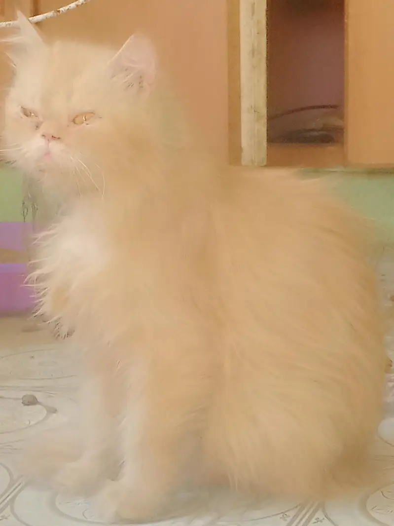 breeder female — photo 2
