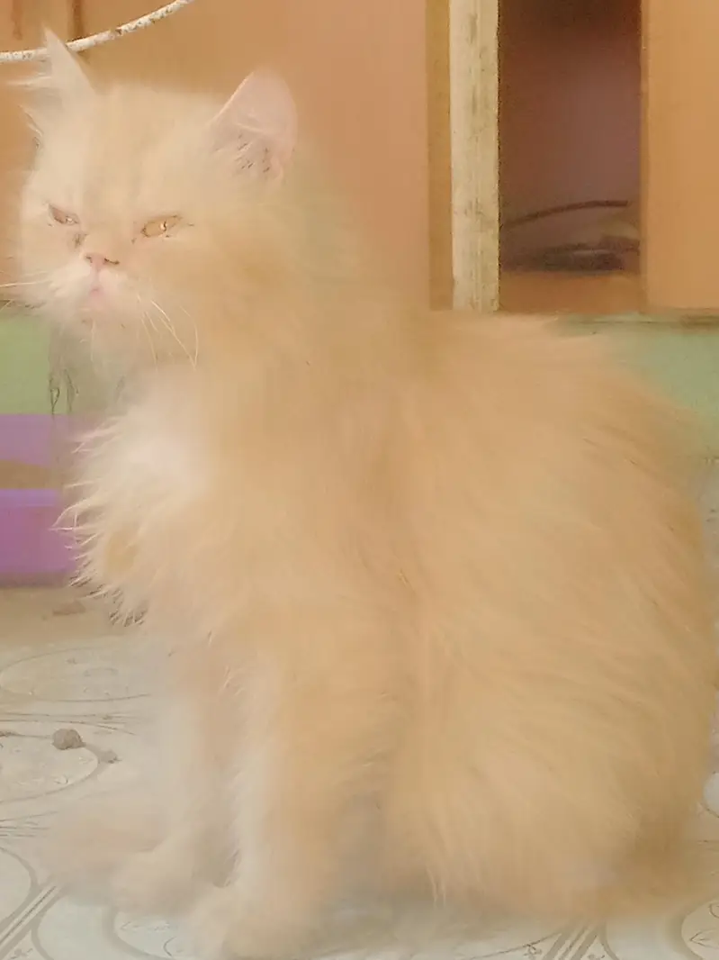 breeder female — photo 3