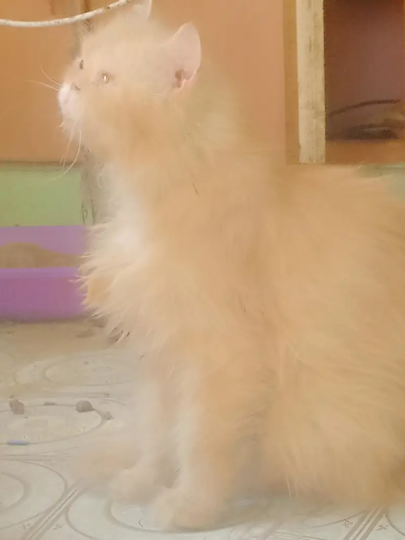 breeder female — photo 4
