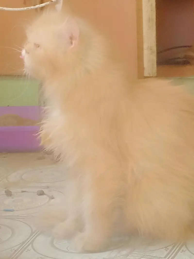 breeder female — photo 5