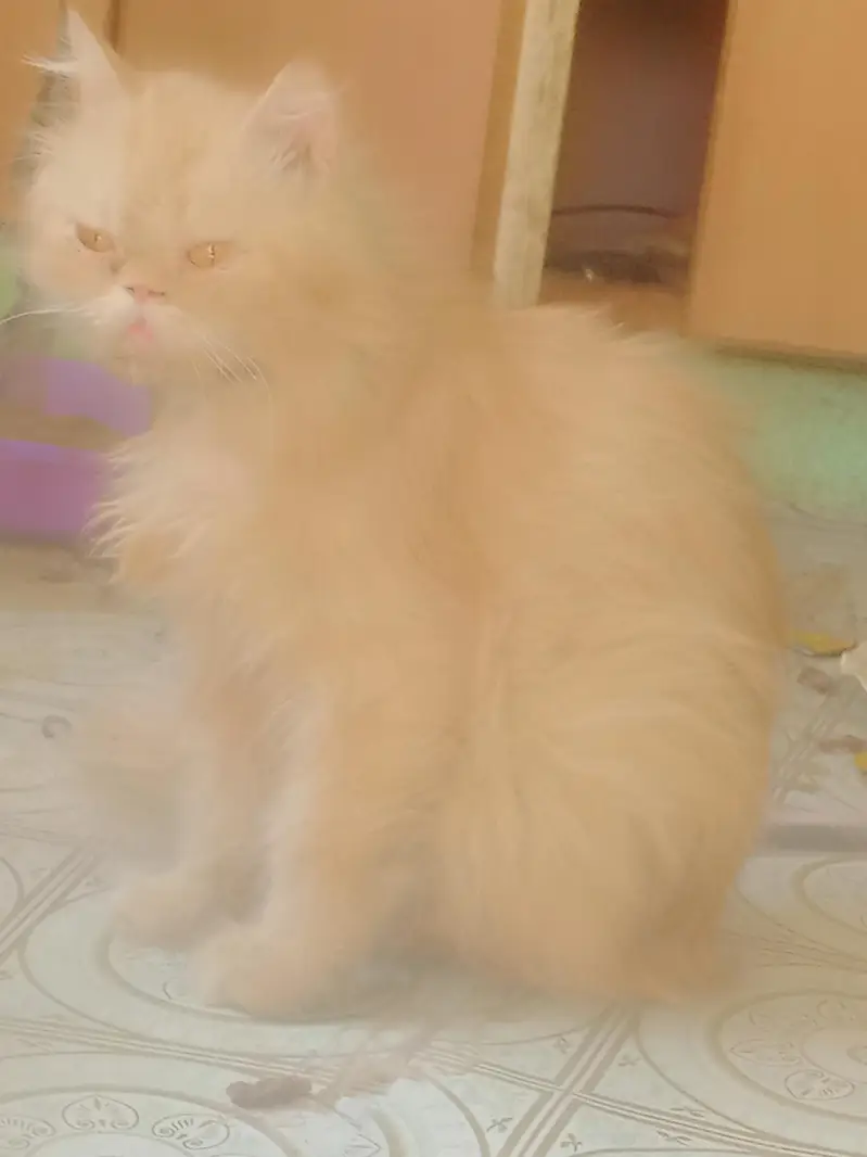 breeder female — photo 9