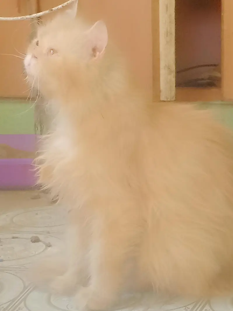 breeder female — photo 10