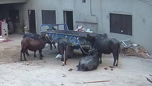 Nasli Cattle Sale