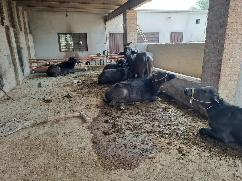 Nasli Cattle Sale — photo 3