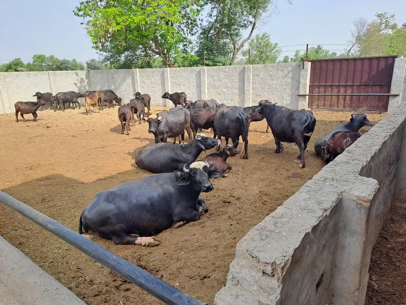 Nasli Cattle Sale — photo 4