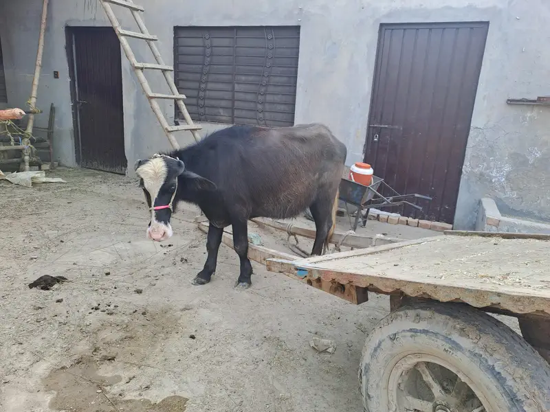 Nasli Cattle Sale — photo 5