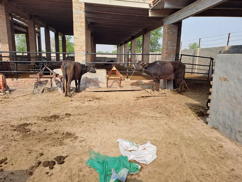 Nasli Cattle Sale — photo 6