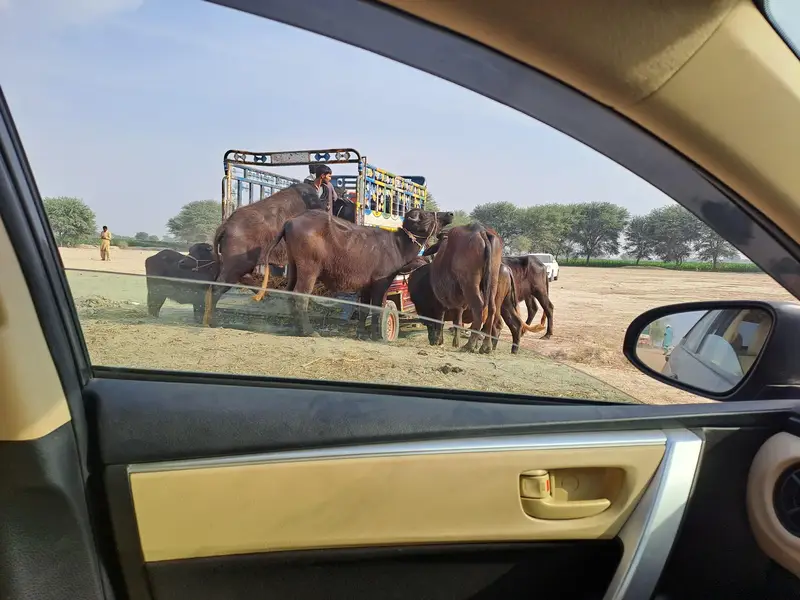 Nasli Cattle Sale — photo 7