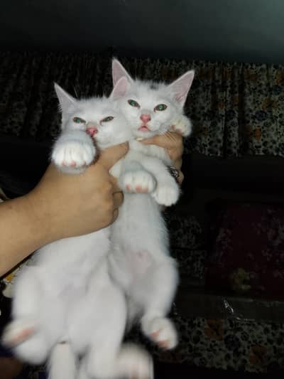 cat for sale