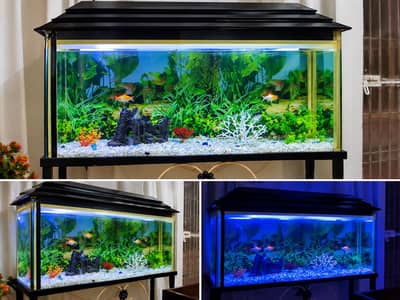 Large Aquarium With Stand + 2 Fish | Excellent Condition In Working