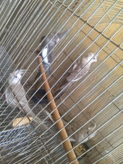 grey cockatiel chicks