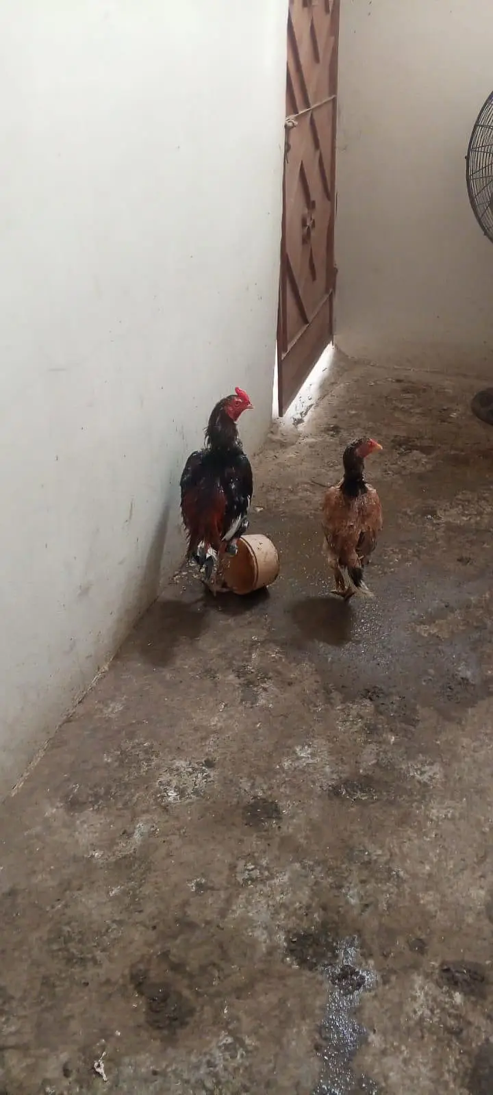 Punjab Raheem Yar Khan ki Nasal Hain — photo 4