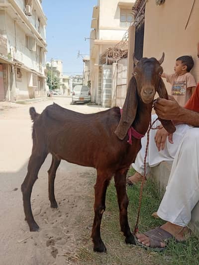 Bakray or Bakri for sell