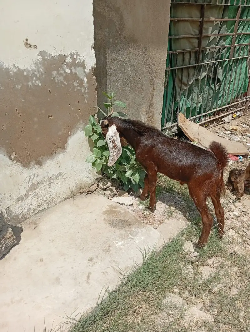Bakray or Bakri for sell — photo 3