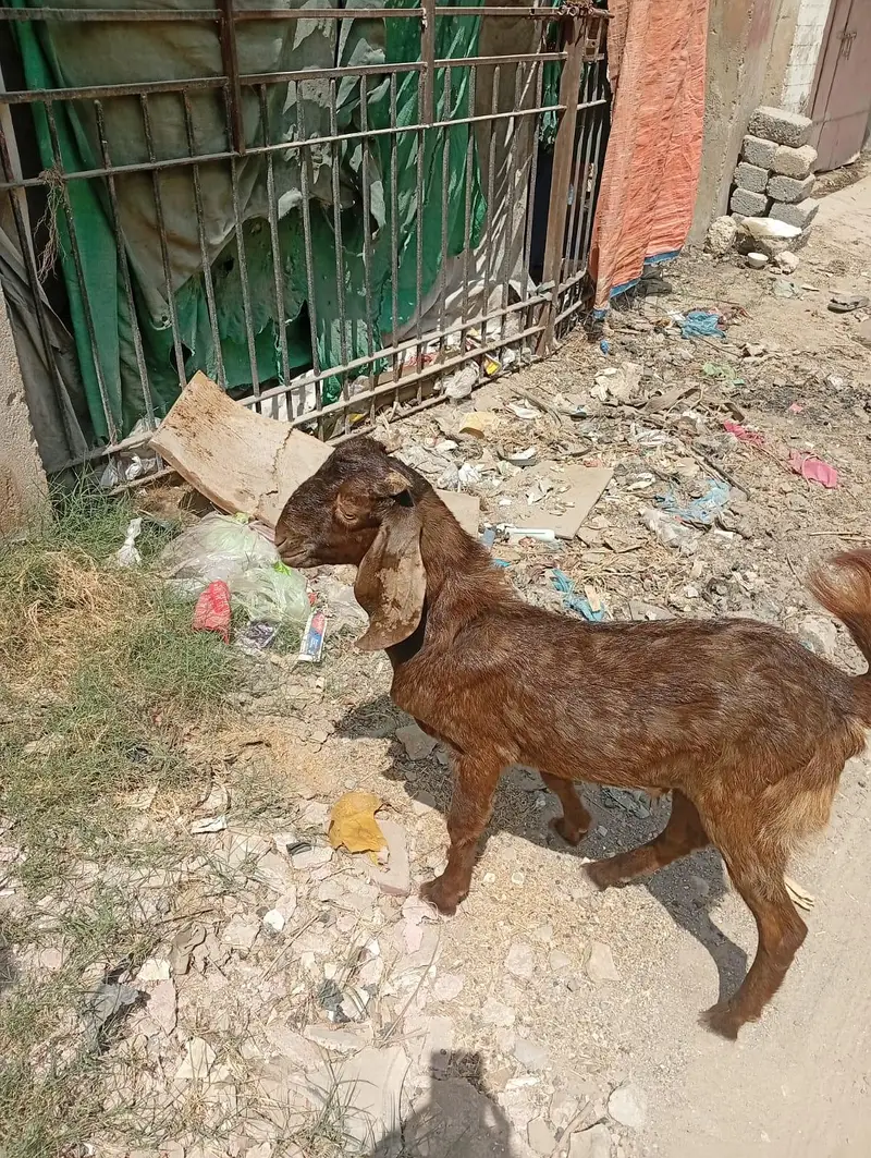 Bakray or Bakri for sell — photo 4